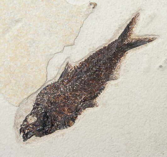 Knightia Fossil Fish On Large Plate #15139